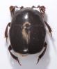 Saprinus acuminatus